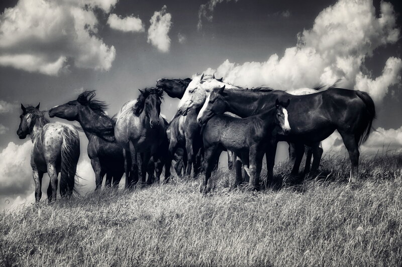Horses on a Hill — Black