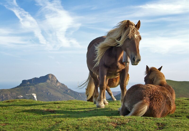 Horses on a Hill — Green, Serene
