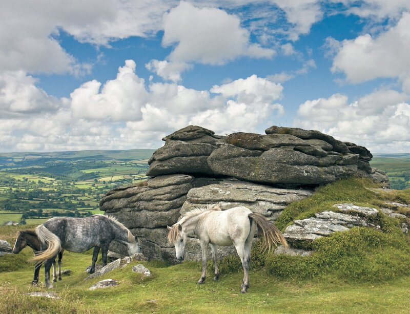 Horses on a Hill — Green