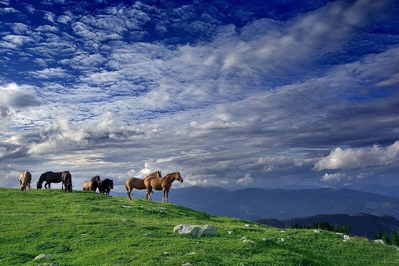 Horses on a Hill