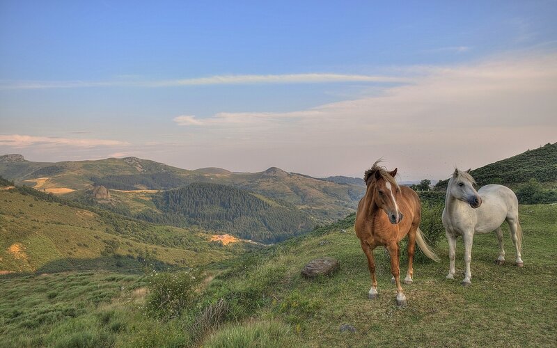 Horses on a hillside