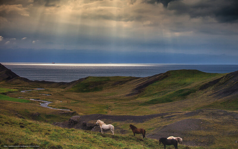Horses on a Hillside — Green, Dramatic, Afternoon, Photograph
