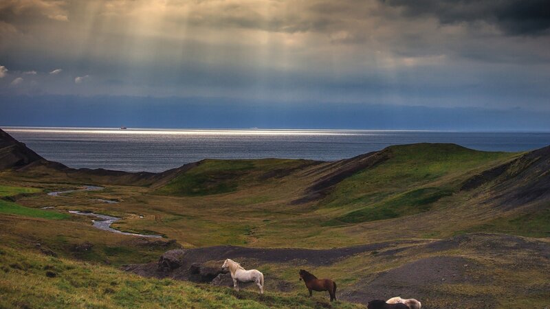 Horses on a Hillside — Green, Dramatic, Afternoon