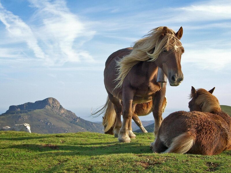 Horses on a Hillside — Green, Serene, Afternoon, Photograph, Mountain, Sky