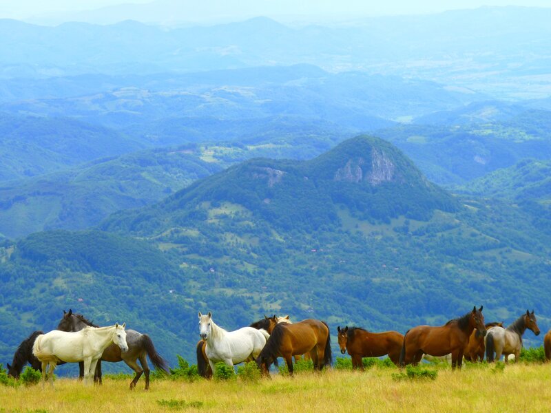 Horses on a Hillside — Green, Serene, Afternoon