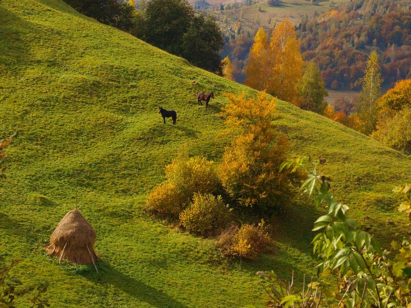 Horses on a Hillside — Green, Serene, Autumn