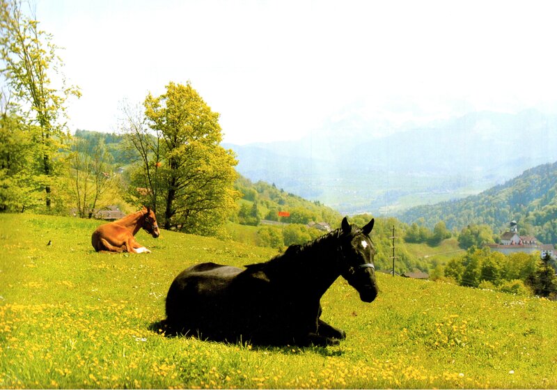 Horses on a Hillside — Green, Serene, Spring