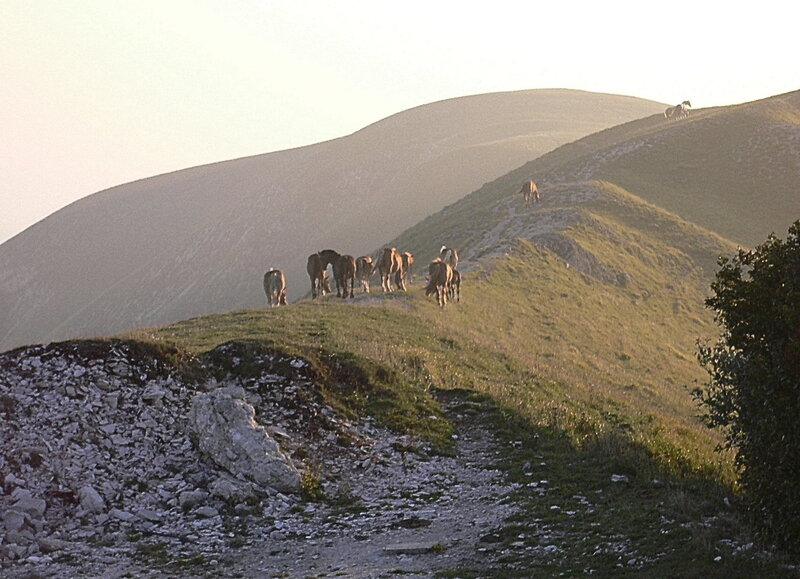 Horses on a Hillside — Green, Serene, Sunset