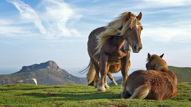Horses on a Hillside — Green