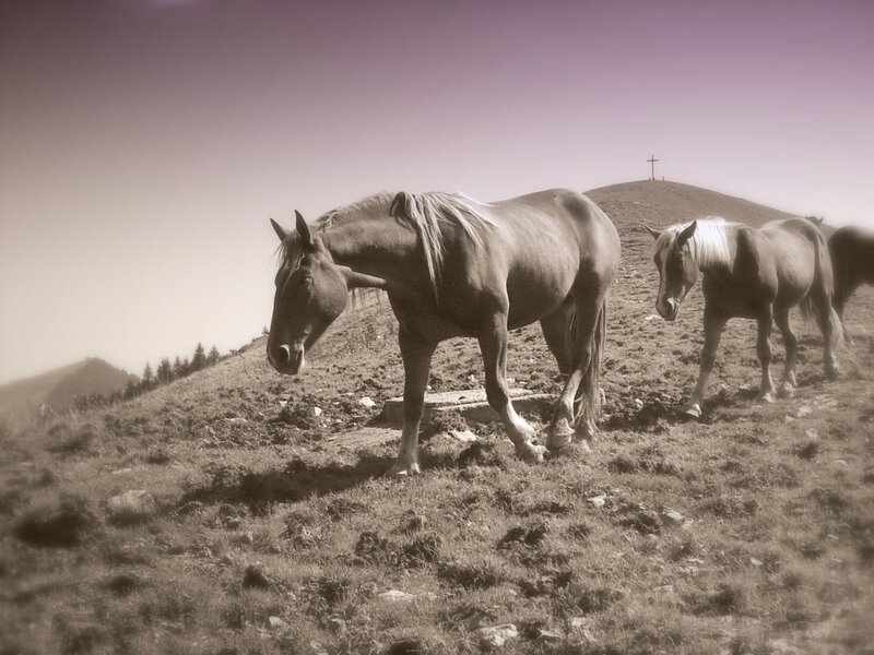 Horses on a hillside