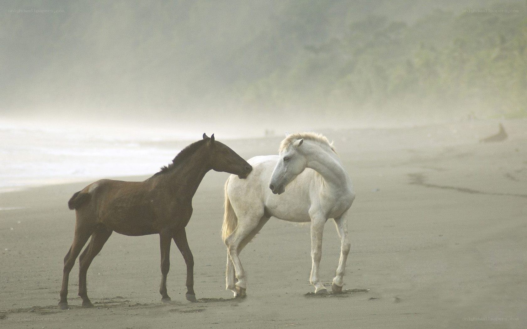 Horses on a misty beach