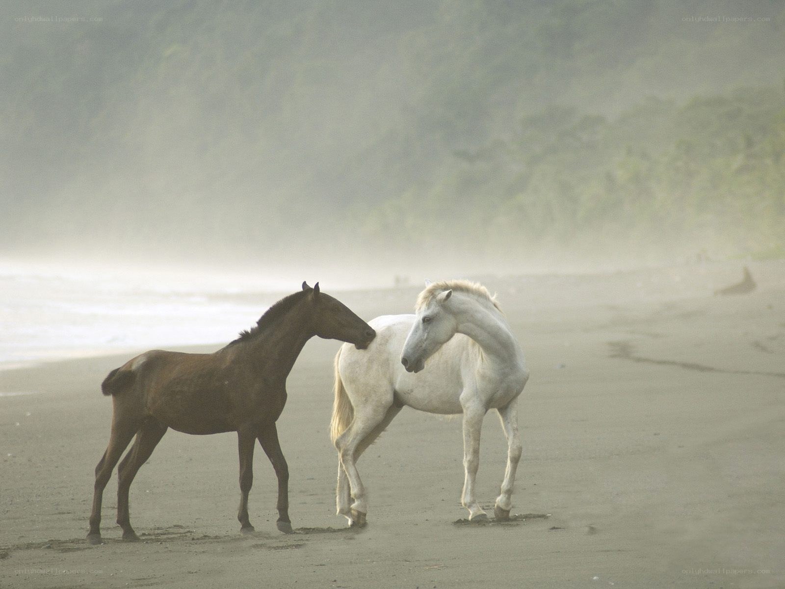 Horses on a misty beach