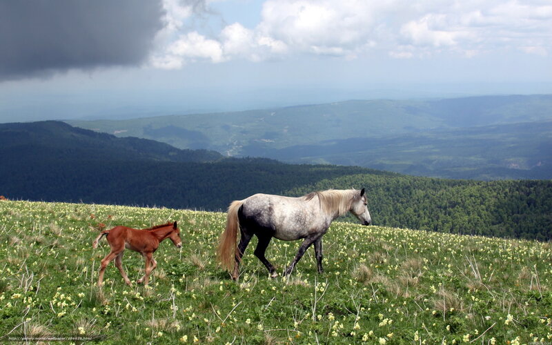Horses on a mountain meadow
