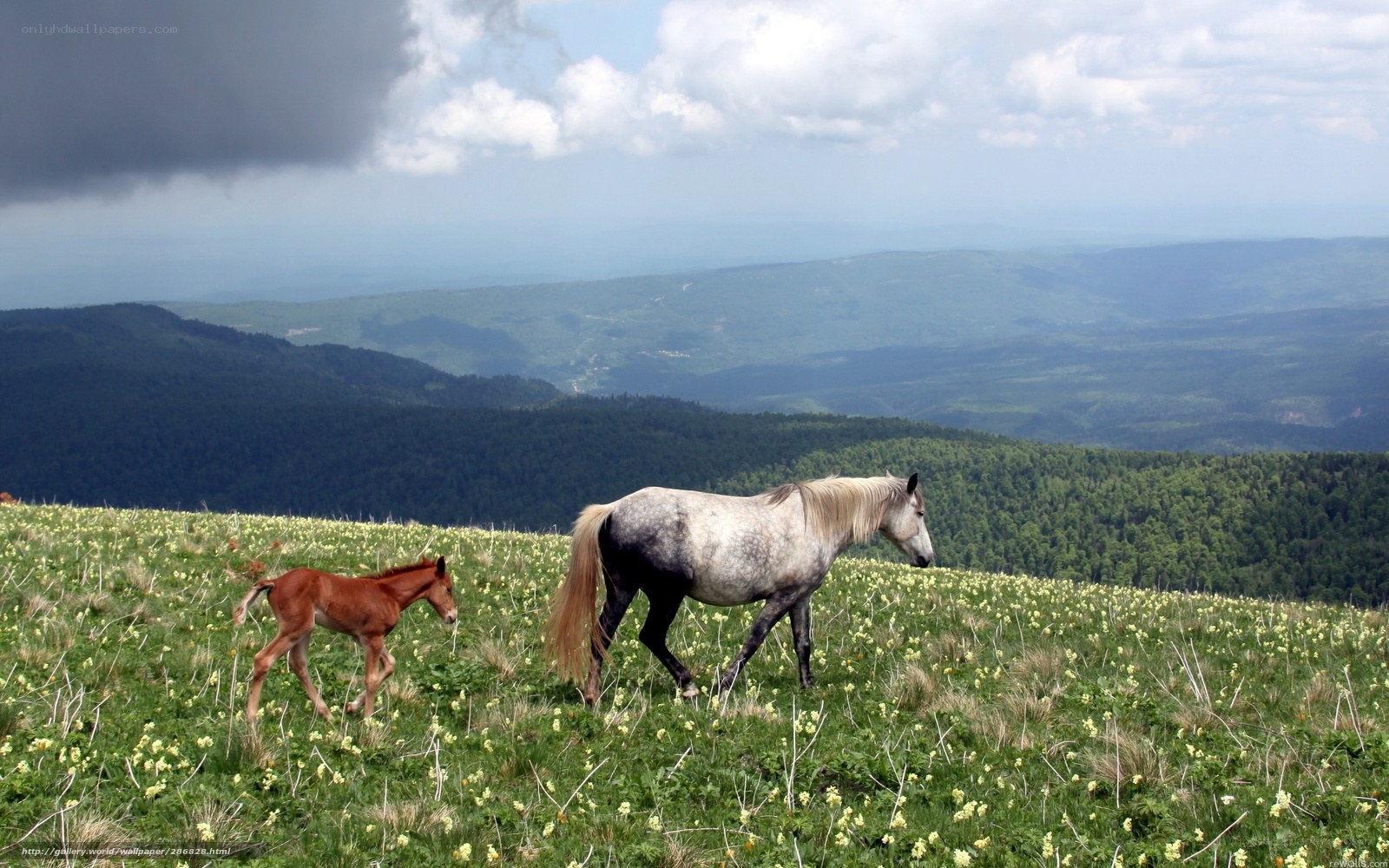 Horses on a mountain meadow