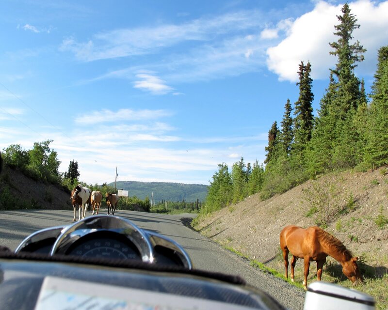 Horses on a Road