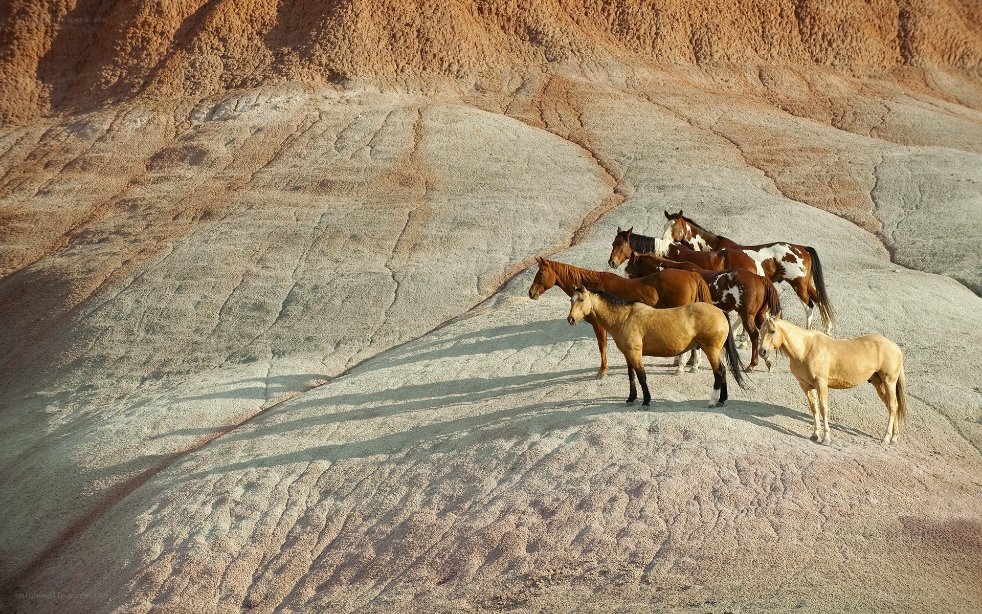 Horses on a rocky hillside