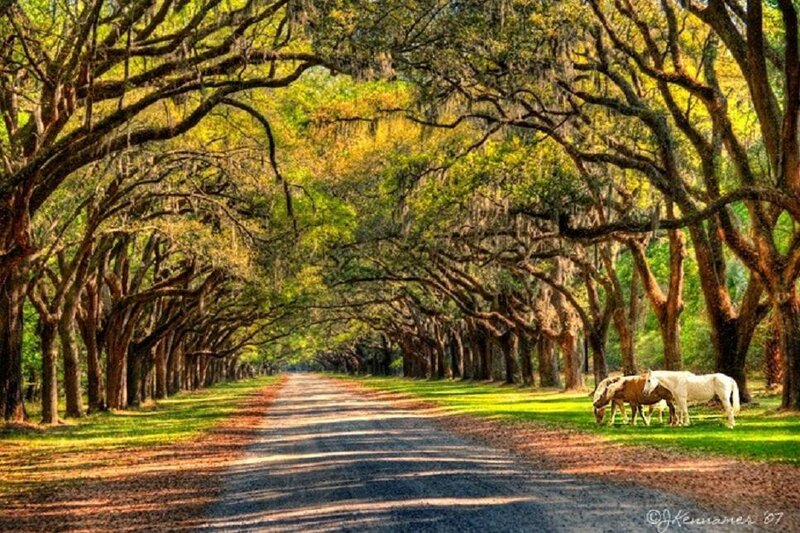 Horses on a Tree-lined Road