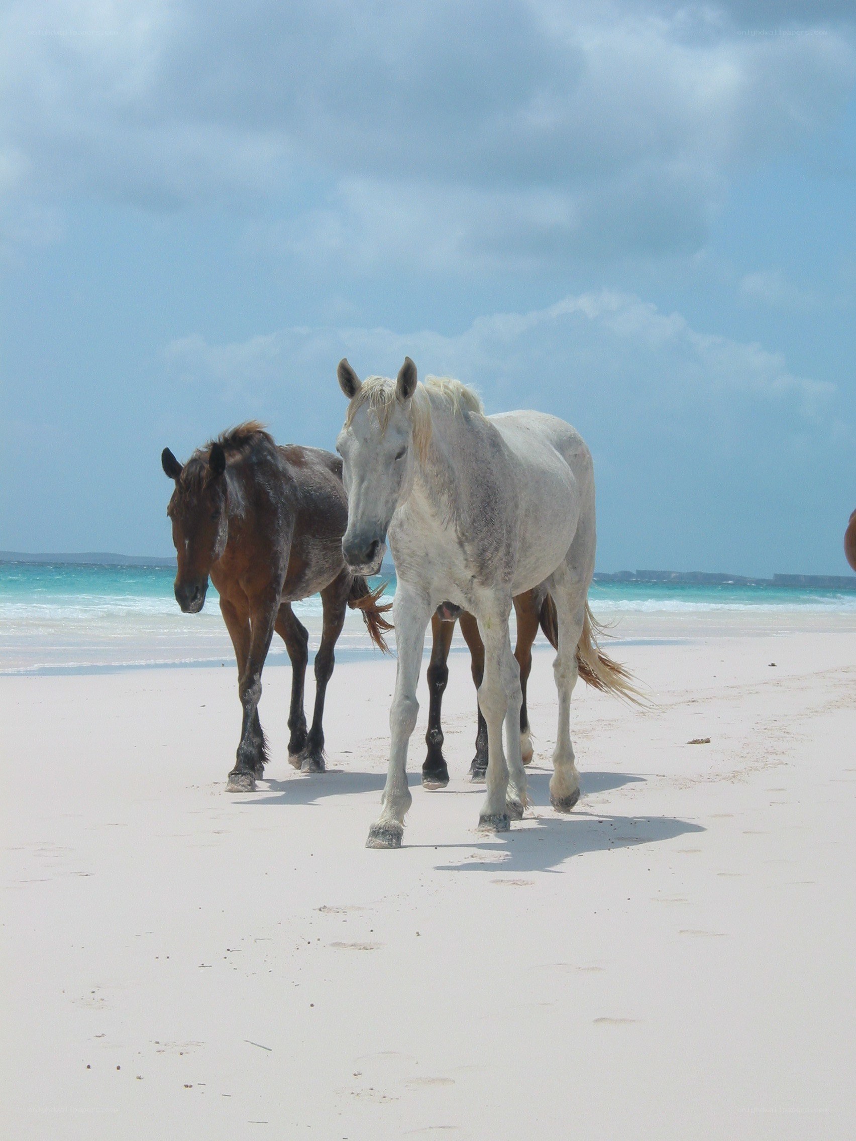 Horses on a tropical beach