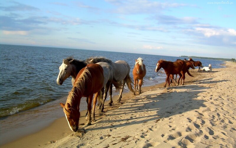 Horses on Beach — Brown
