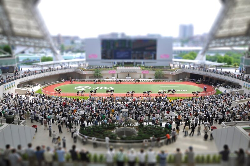 Horses on Racetrack — Green