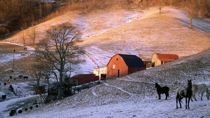 Horses on Snowy Hill