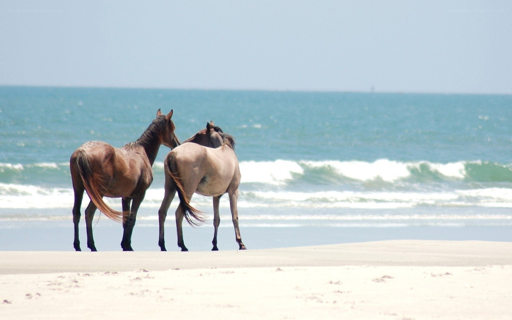 horses on the beach