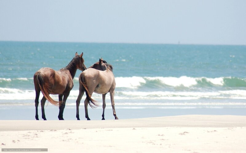 horses on the beach