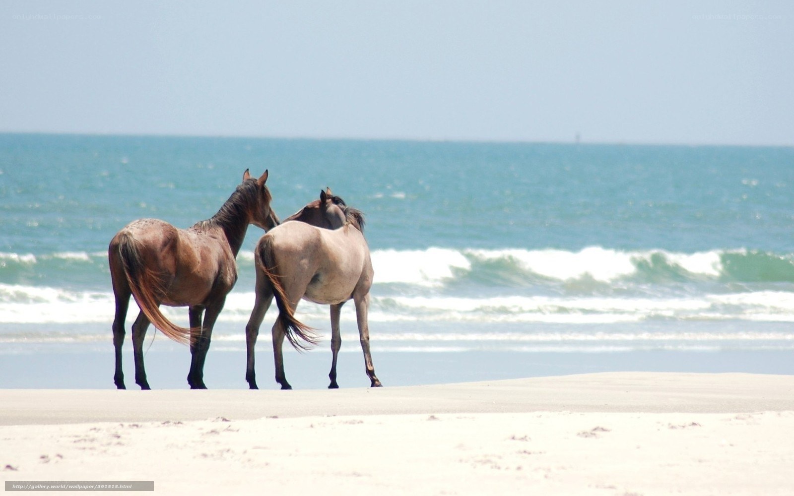 horses on the beach