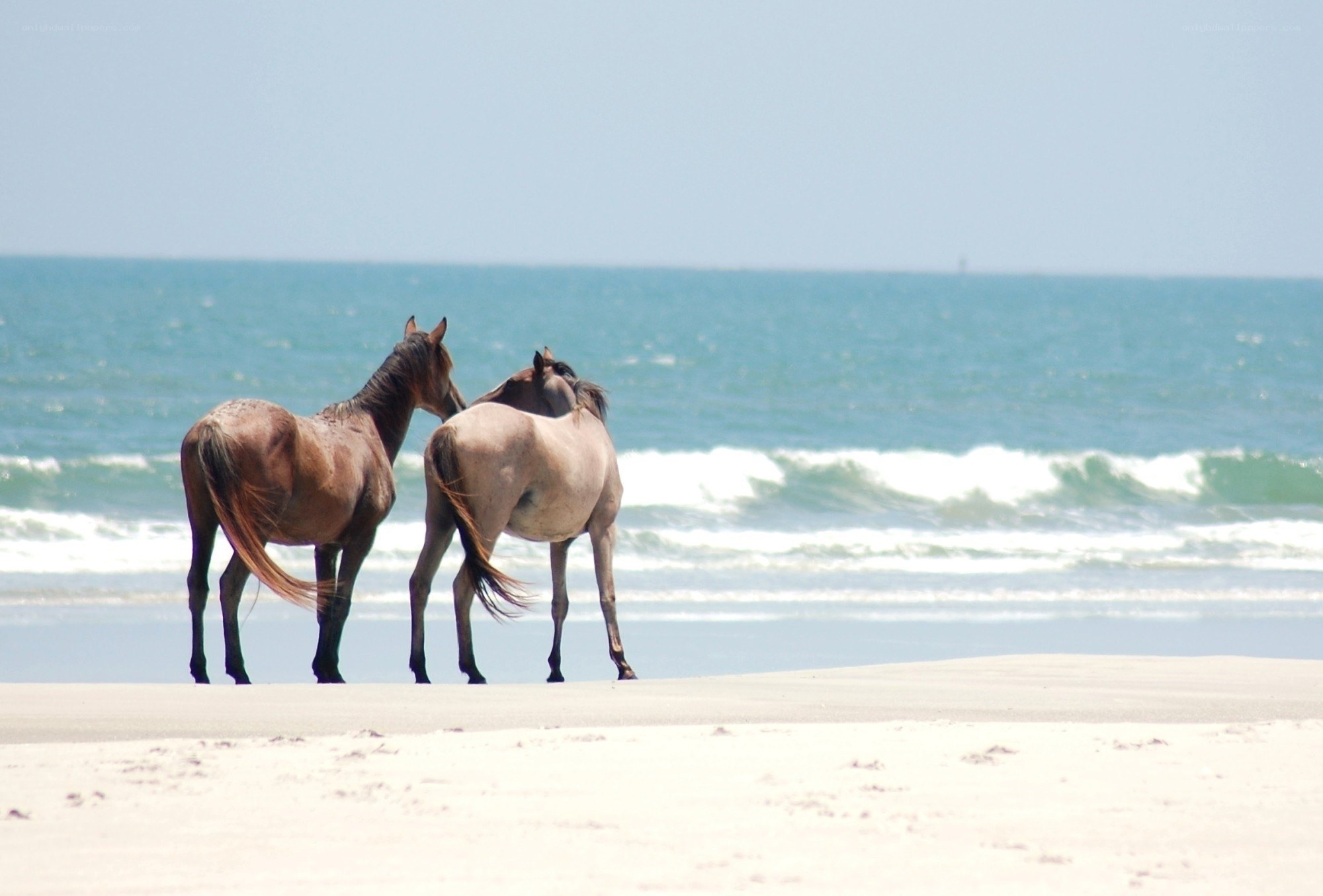 horses on the beach