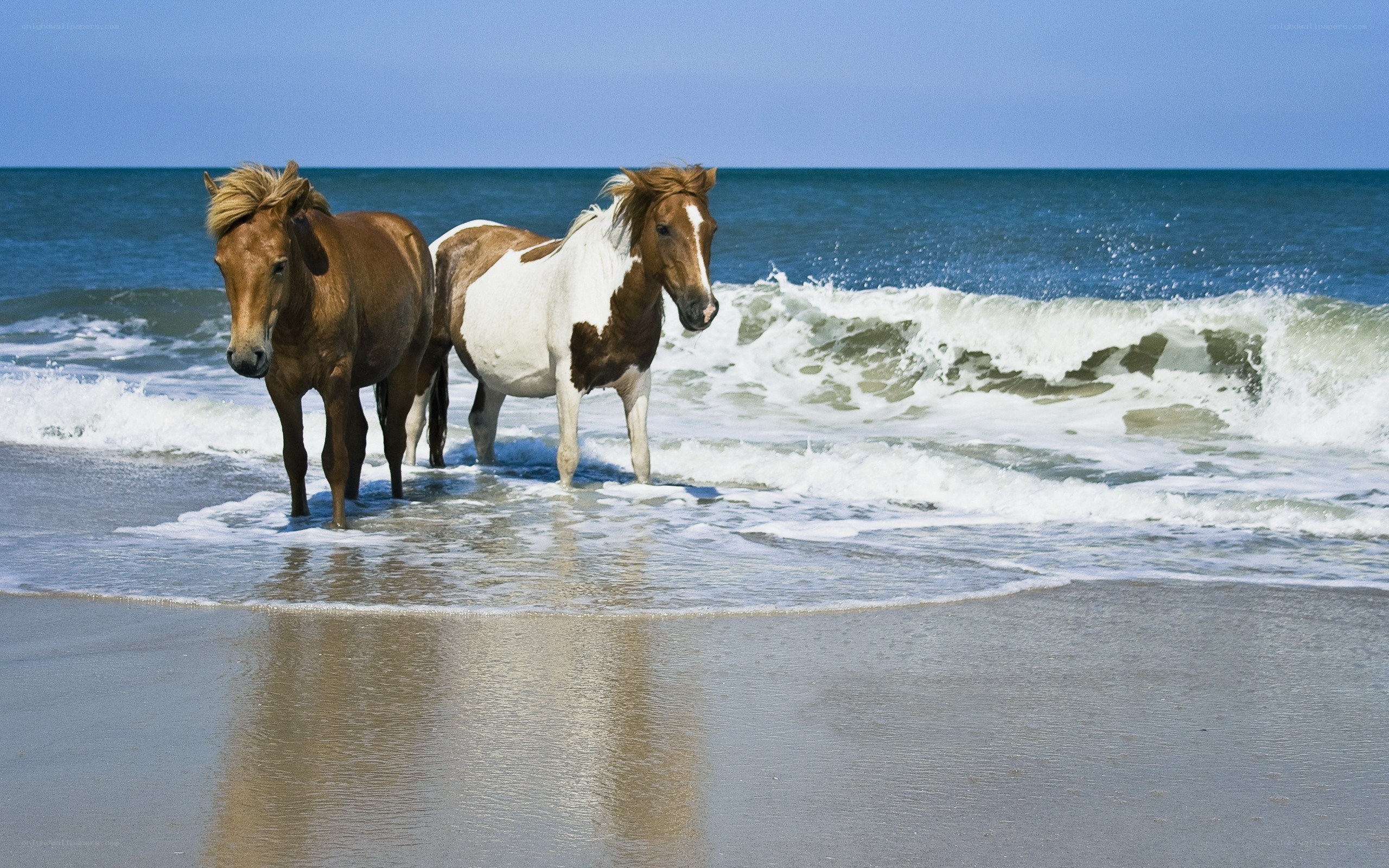 horses on the beach