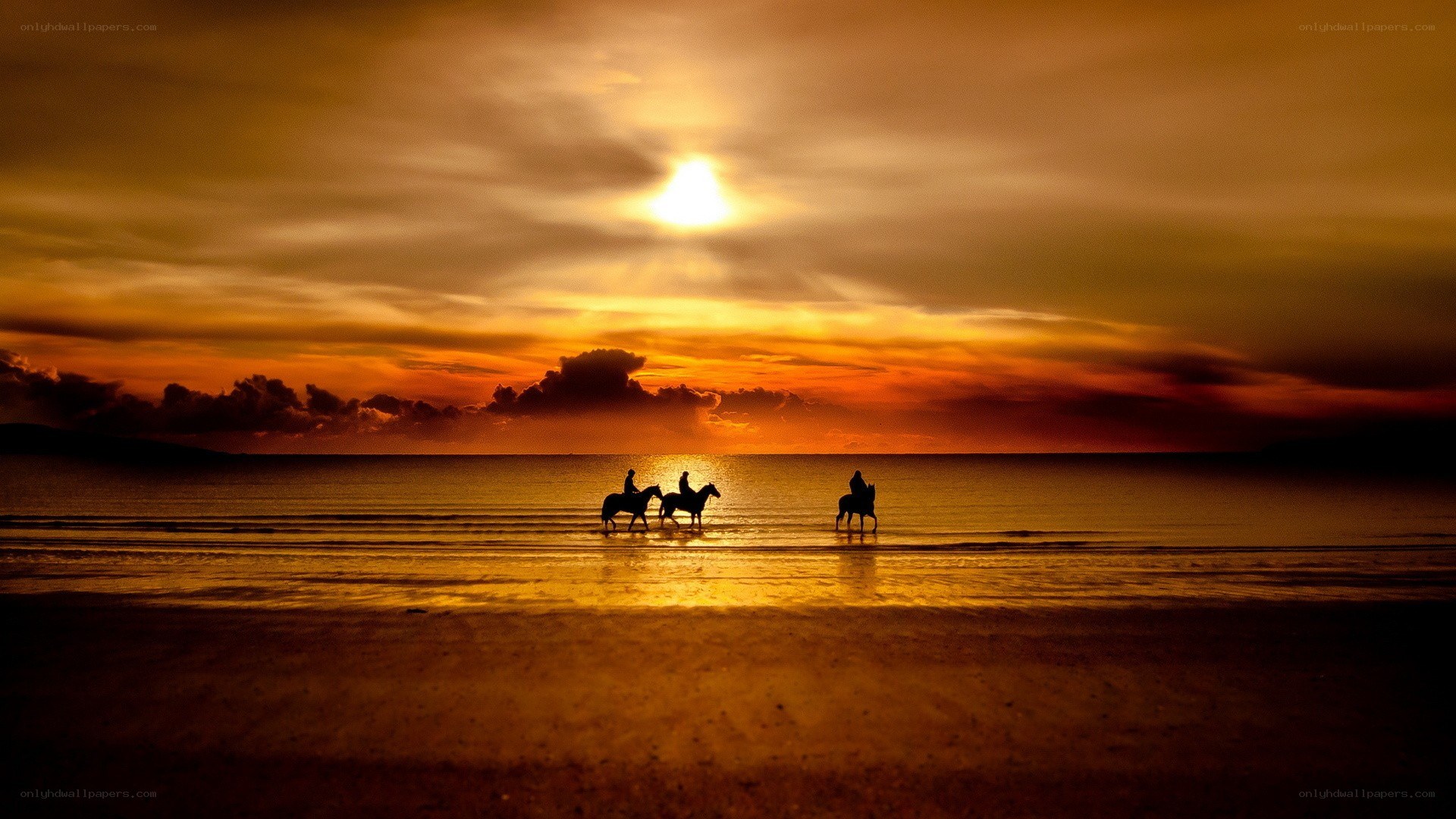 Horses on the beach at sunset