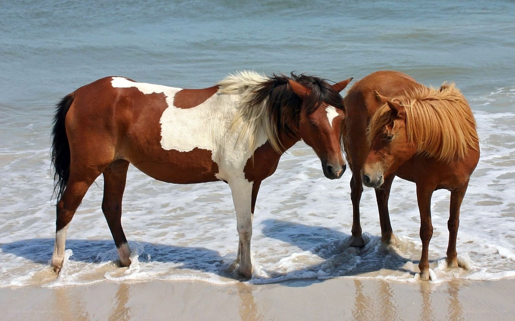 Horses on the beach