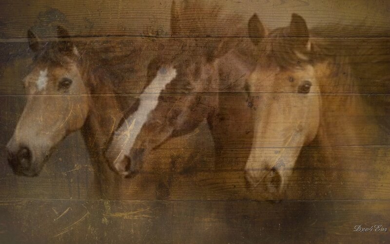 horses on wooden background
