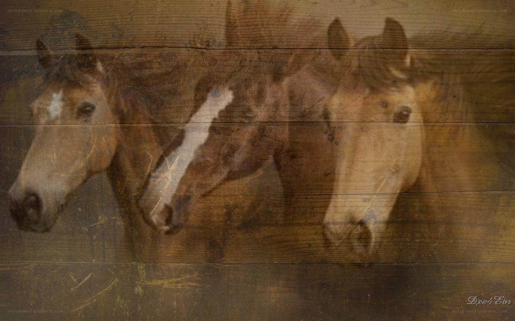 horses on wooden background