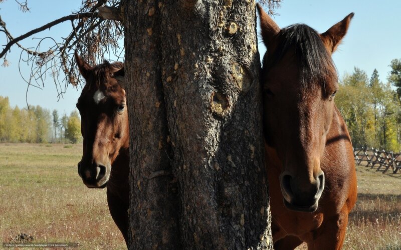 horses peeking behind a tree