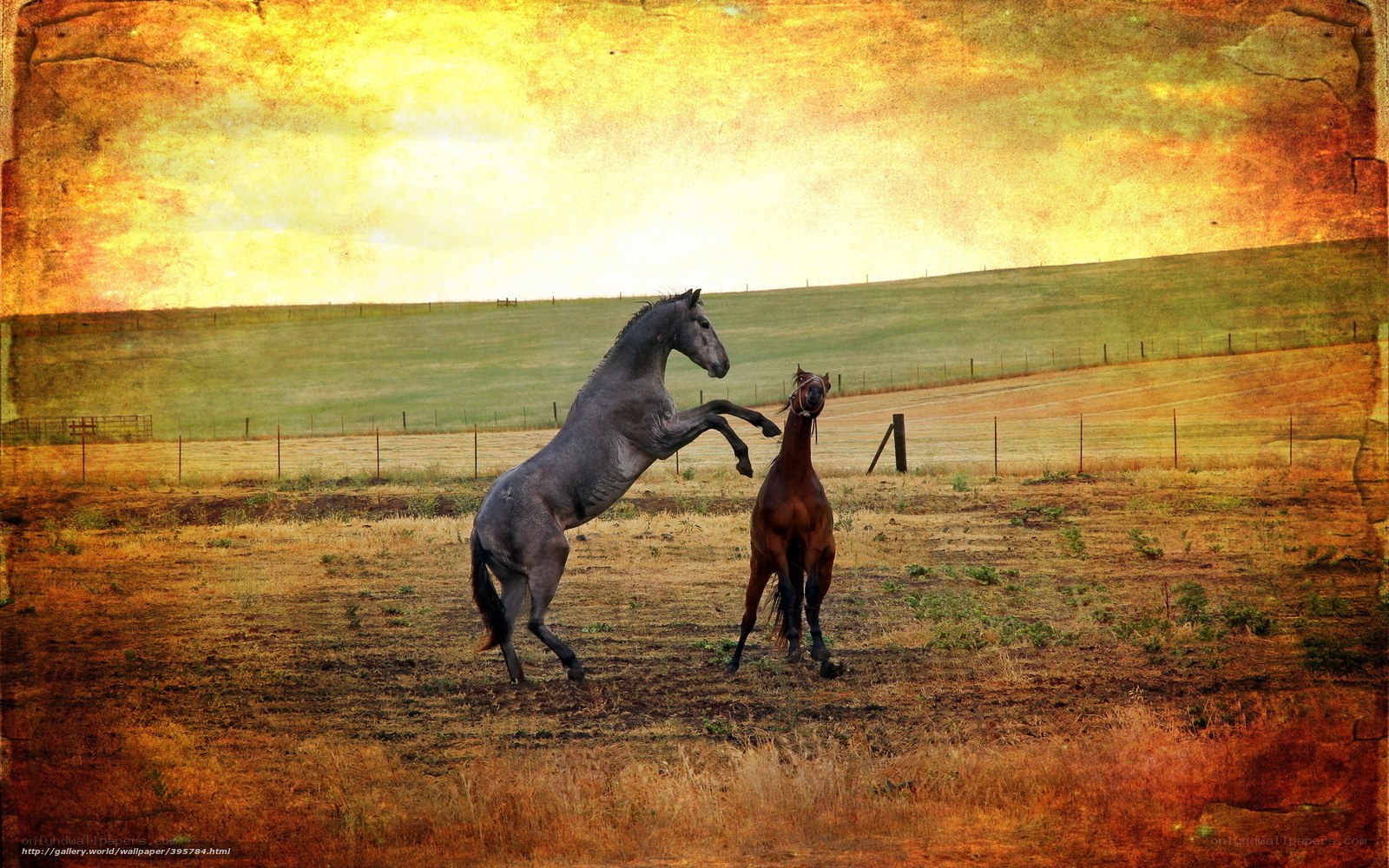 Horses playing in a field