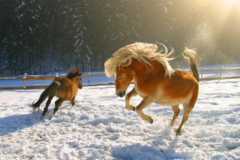 Horses Playing in Snow