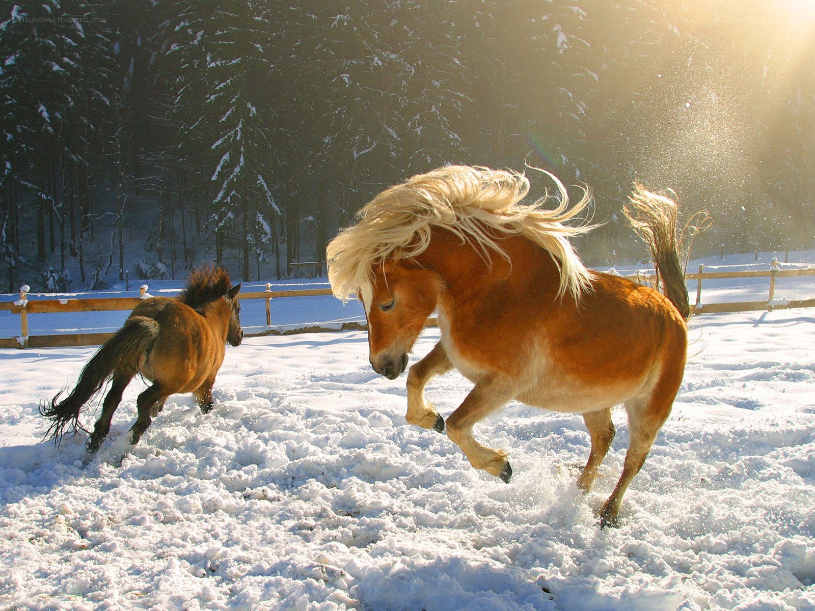 Horses playing in the snow