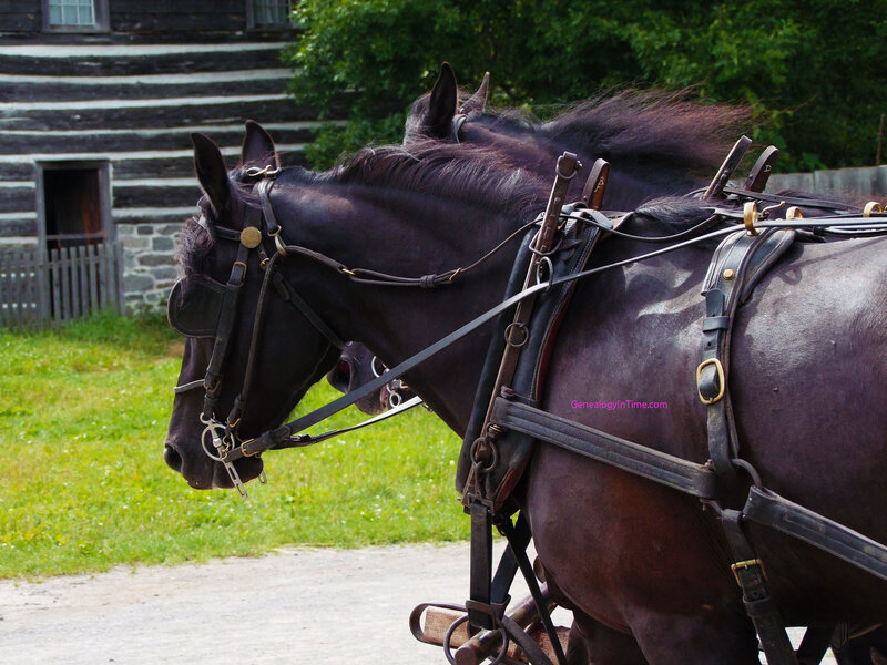 horses pulling a carriage