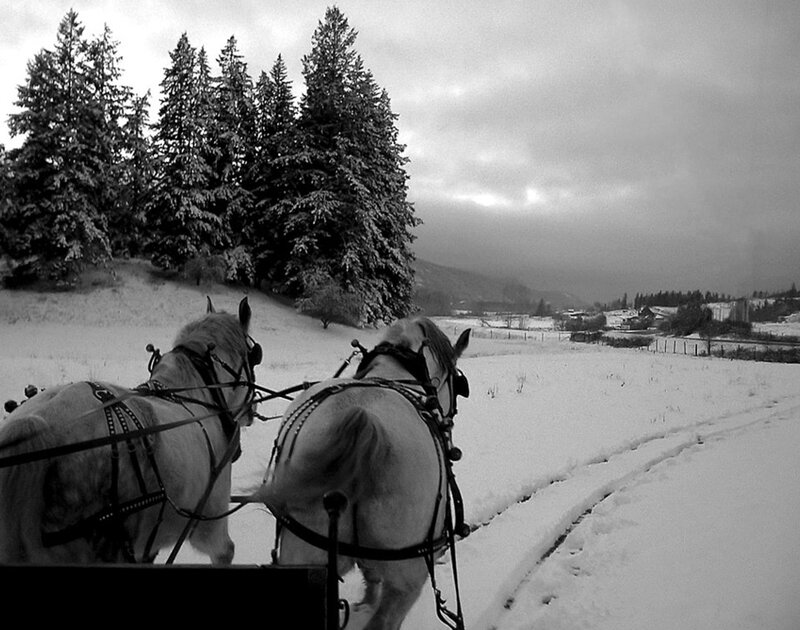 Horses Pulling a Carriage — Black
