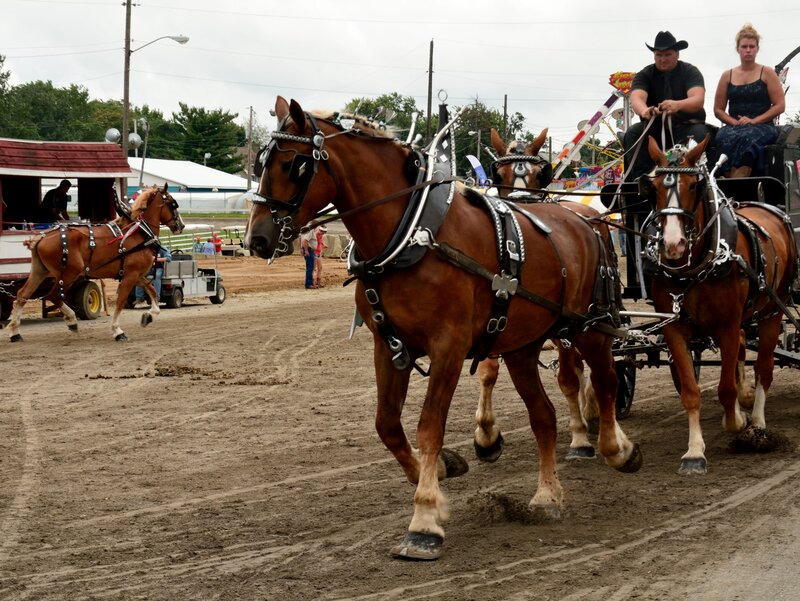 Horses Pulling a Carriage — Brown, Active