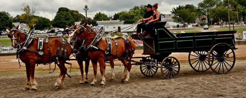 Horses Pulling a Carriage — Brown, Outdoor