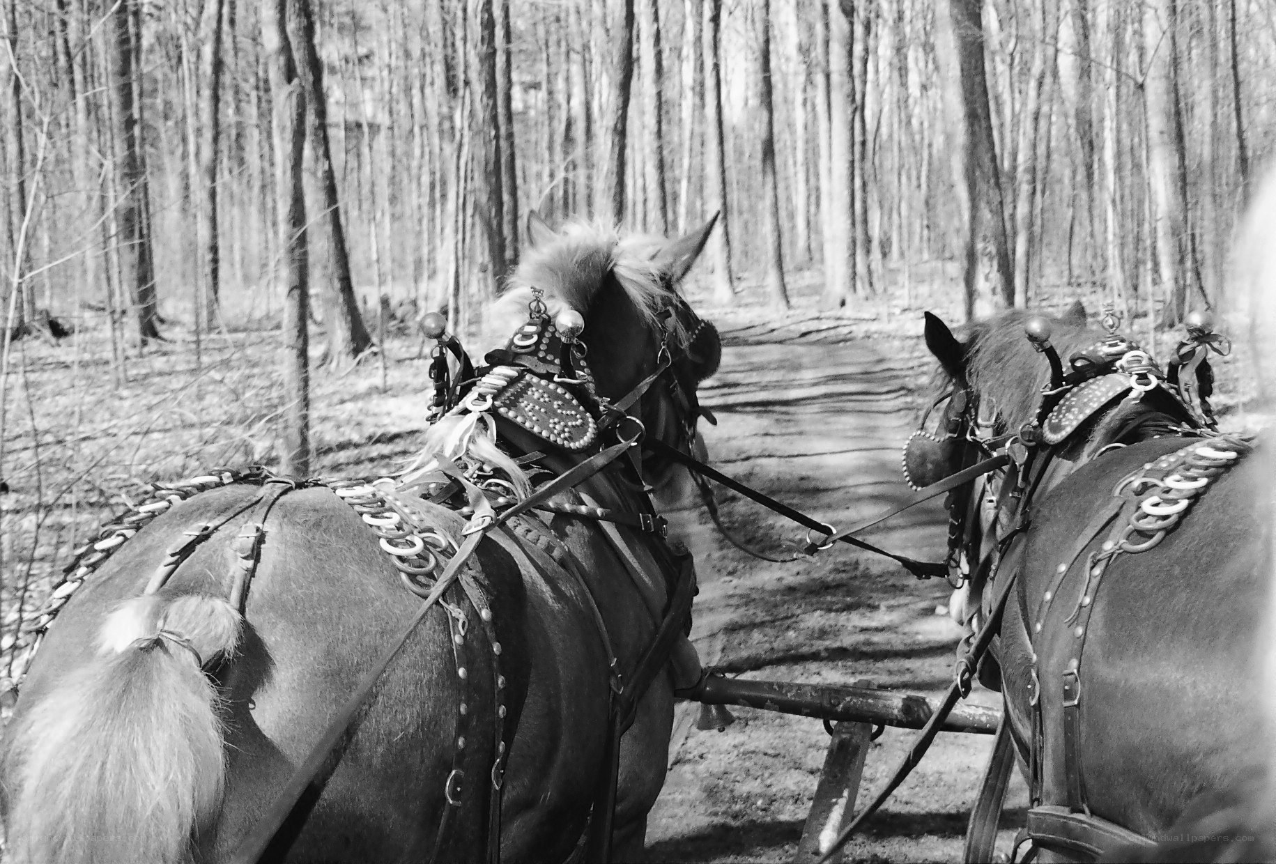 Horses pulling a cart in the woods