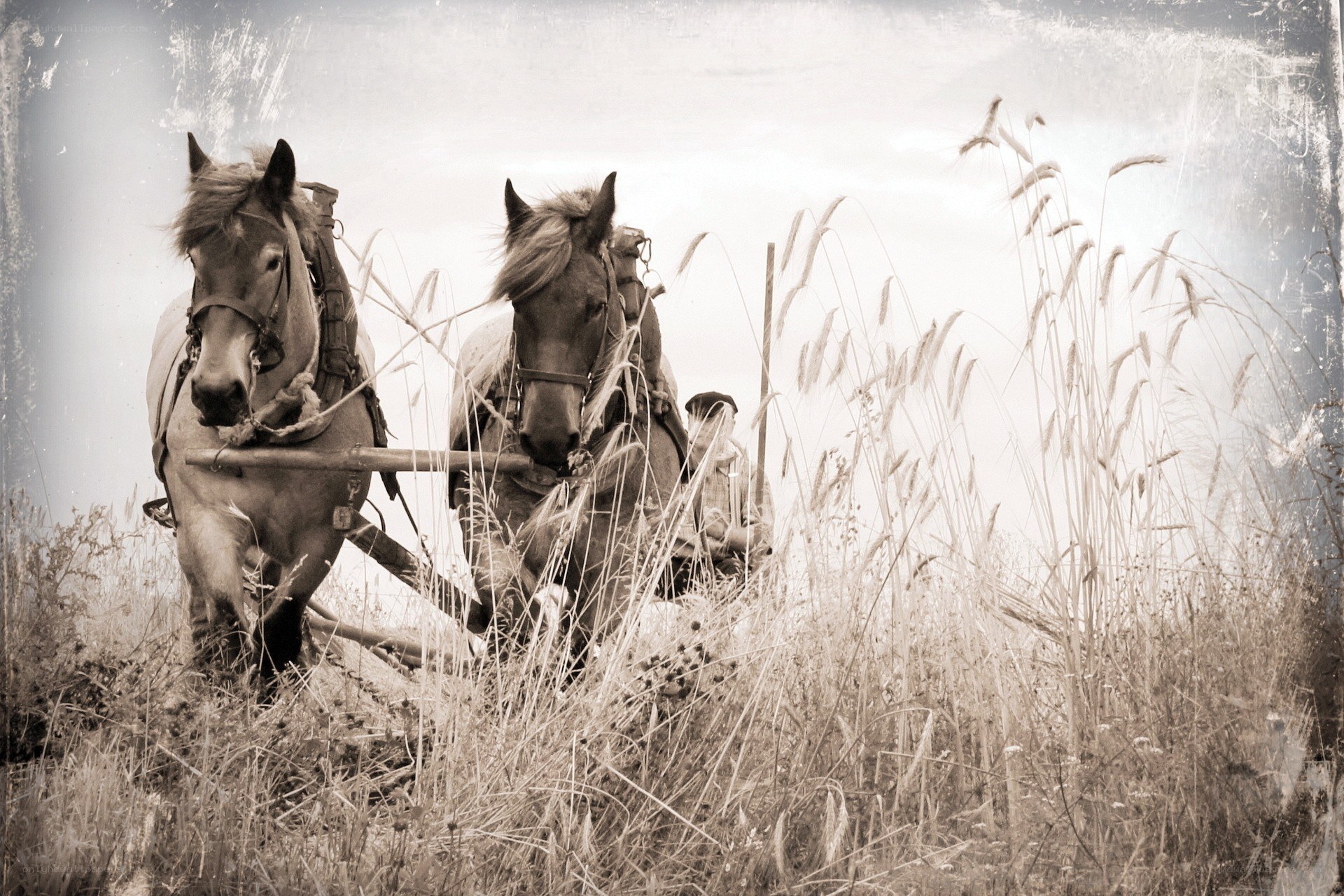 Horses pulling a cart through tall grass