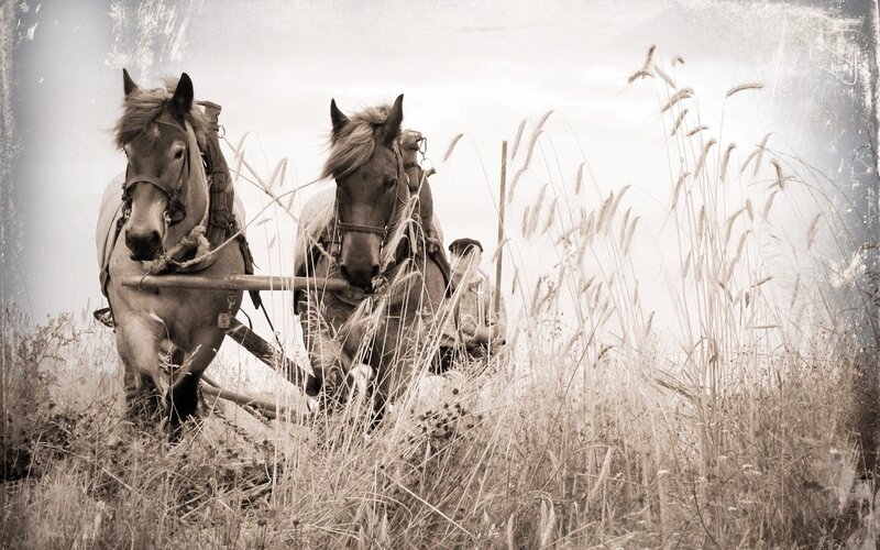 Horses pulling a cart through tall grass