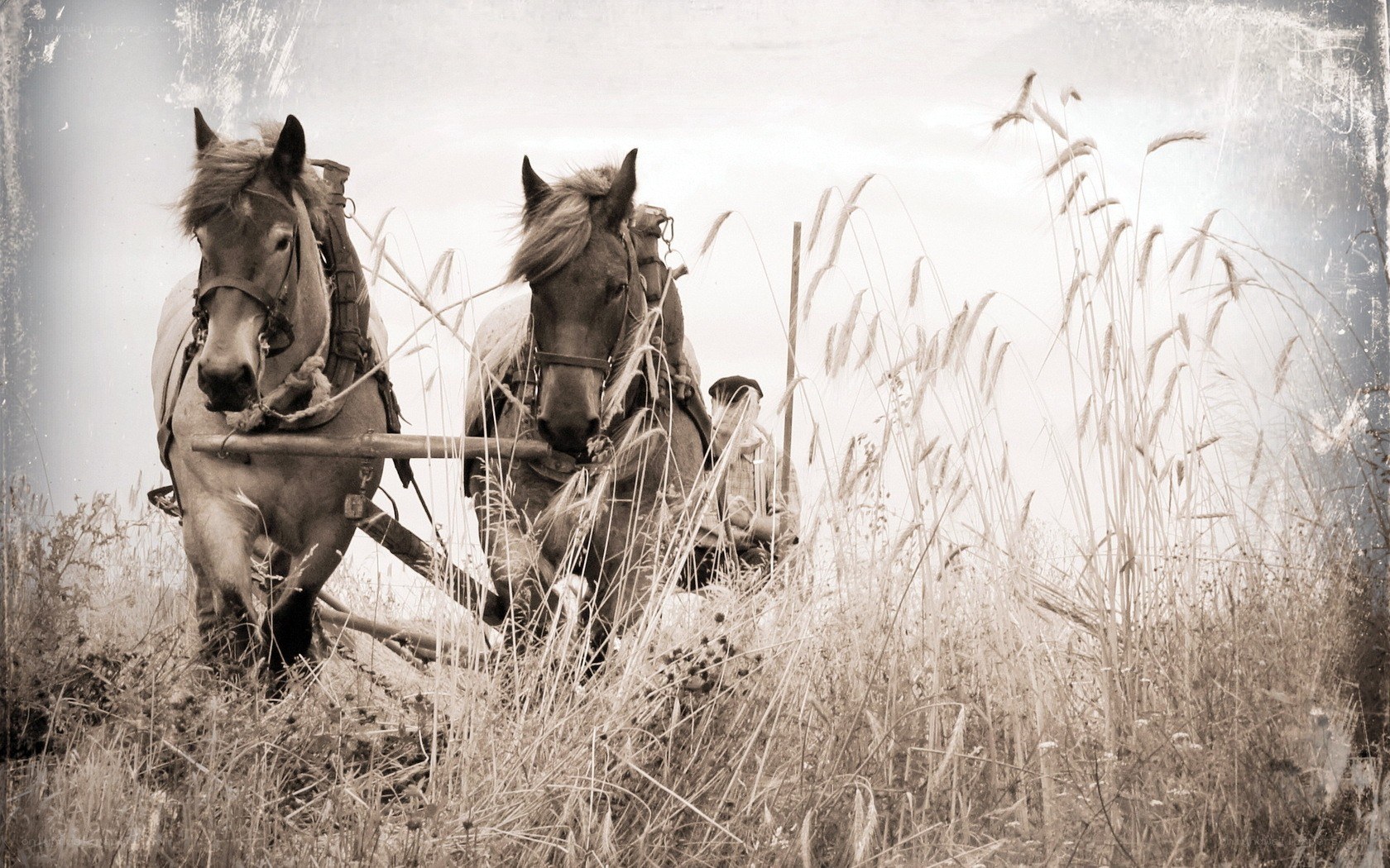 Horses pulling a cart through tall grass