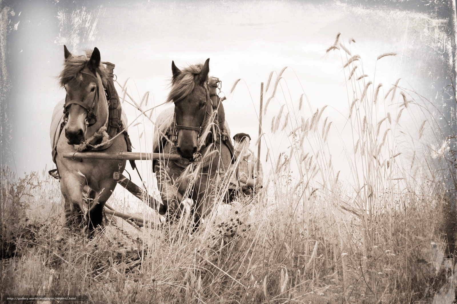 Horses pulling a cart through tall grass