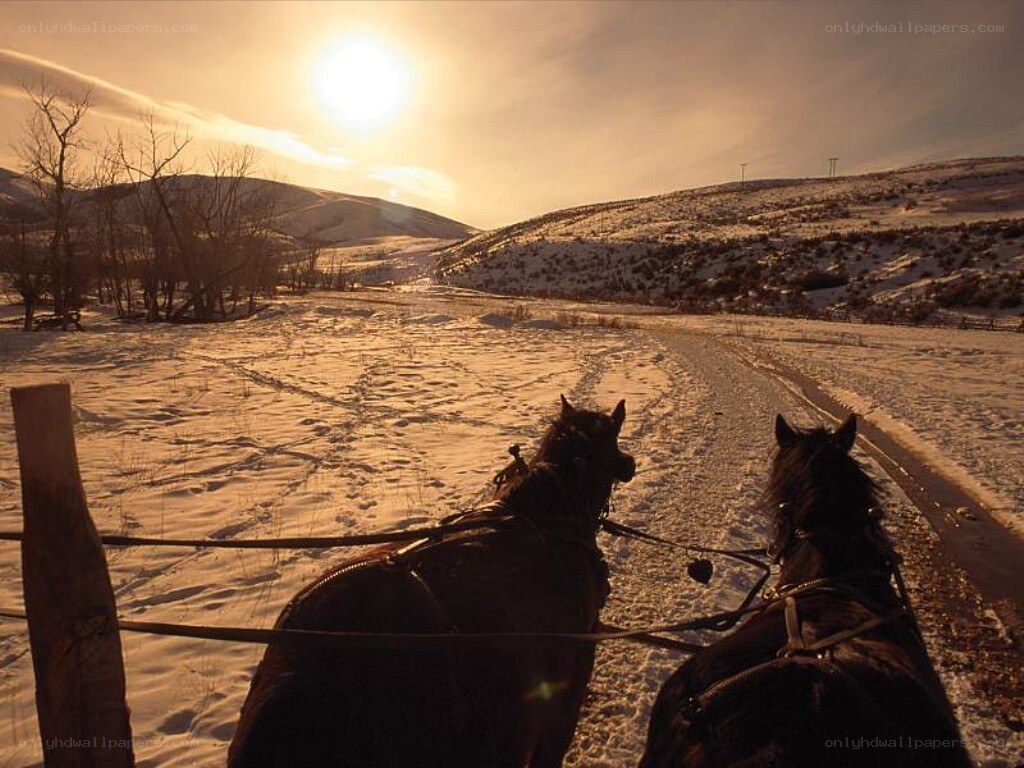 Horses pulling a sleigh at sunset