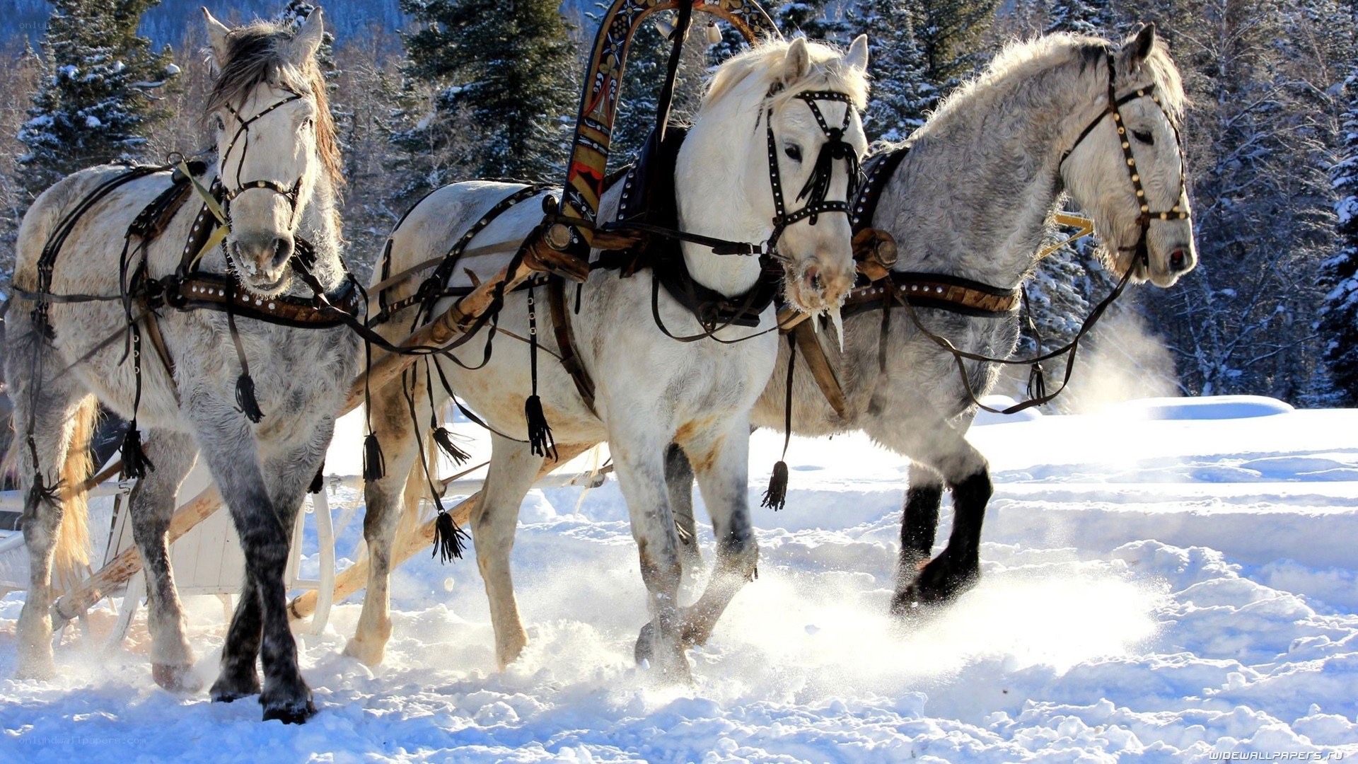 Horses pulling a sleigh in snow