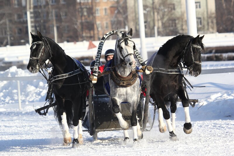 Horses Pulling a Sleigh